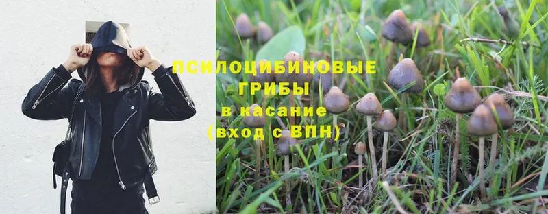 Галлюциногенные грибы MAGIC MUSHROOMS  цены   Губаха 